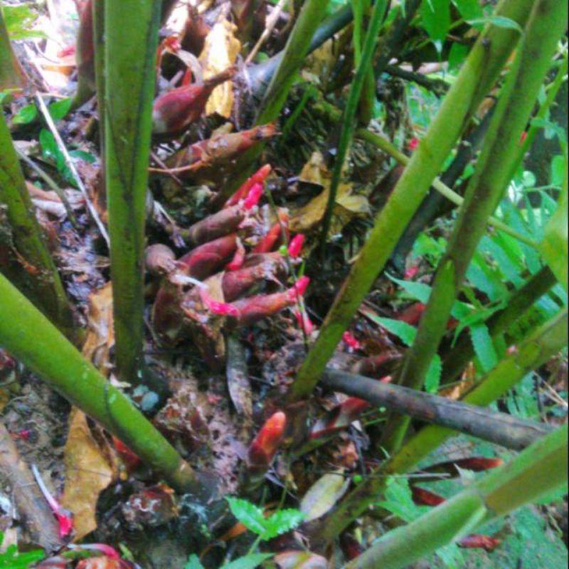 

Bibit pining bawang atau globe Almahera