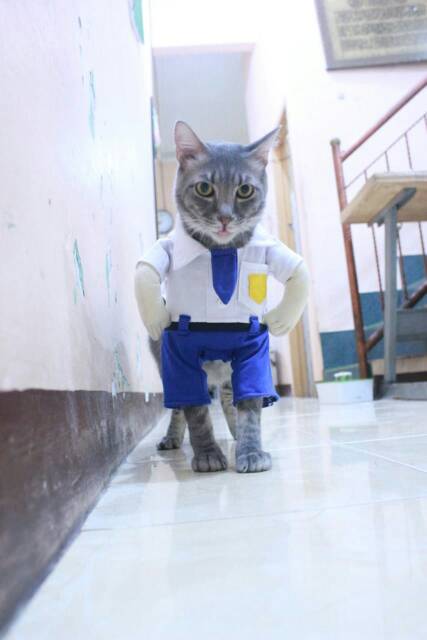 Kostum anak SMP lucu untuk kucing dan anjing / baju kucing murah size S M L XL