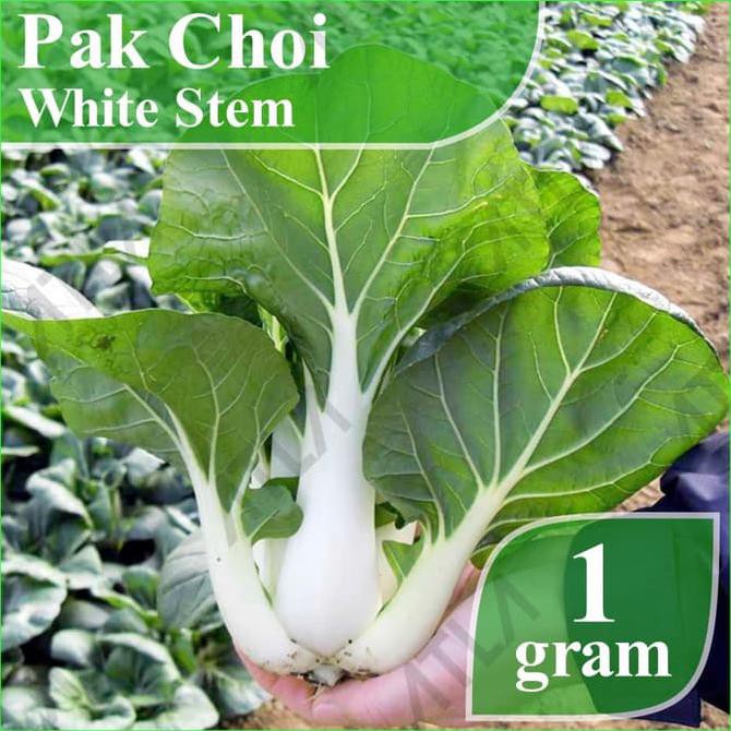 Kulaitas Terjamin Benih Pakchoy Pak Choy Choi White Steam 