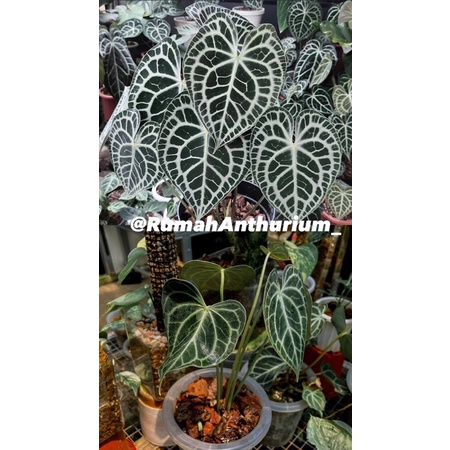 Anthurium King Of Clarinervium