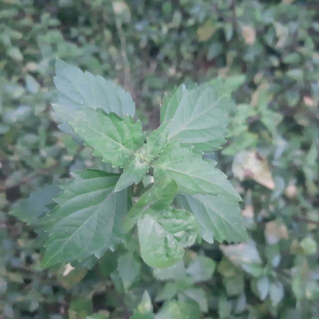 Daun Kumis Kucing (50lbr) Daun Segar