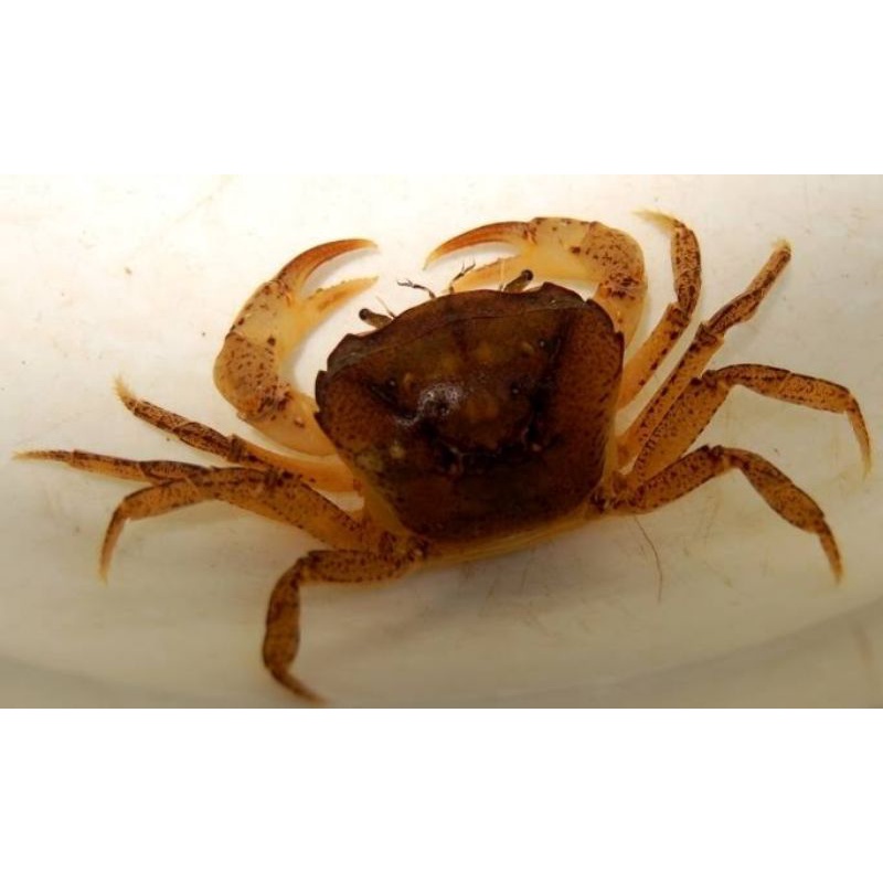 kepiting Aquascape ( AirTawar )