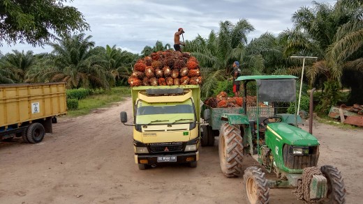 Batik Couple Keluarga Sania Ruffle Ori Ndoro Jowi Dnt Motif Bakung Emas