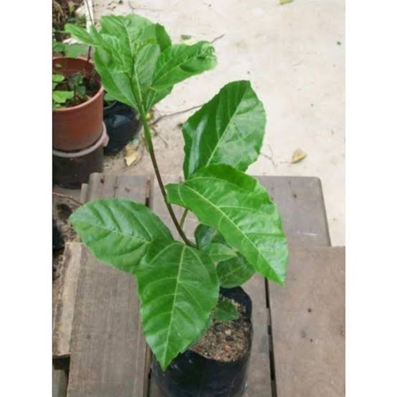 

Bibit Markisah Ungu Tingal Tanam Harga /Pc