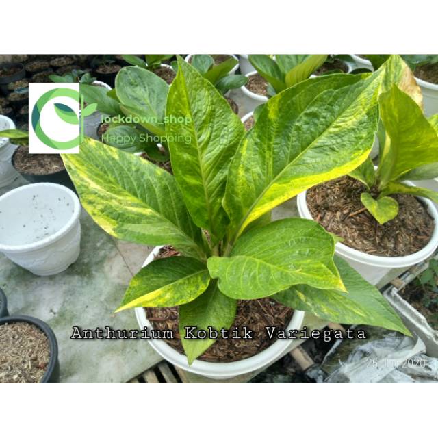 Anthurium Cobra Catalog Variegata Anthurium Cobra Catalog Variegata