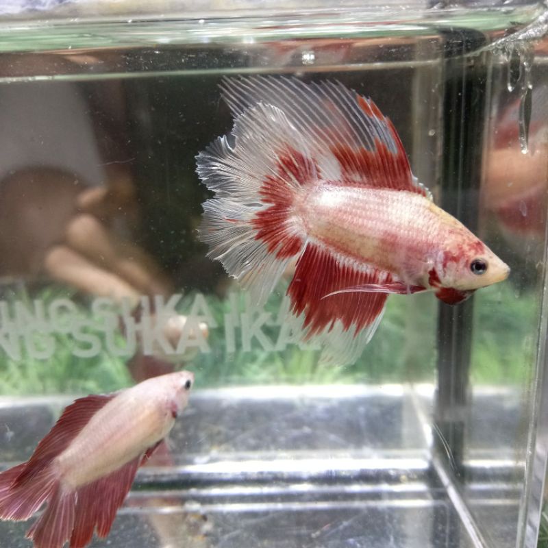 SEPASANG IKAN CUPANG HMDT MASCOT X HMDT ROSEGOLD 100%REALPICT