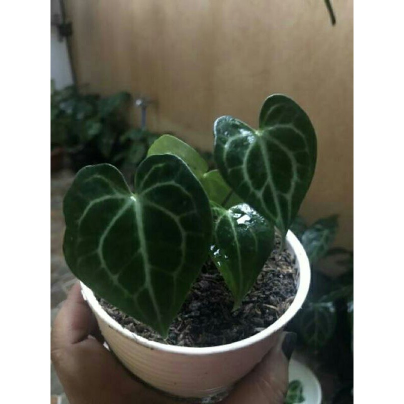 tanaman hias kuping gajah tarantula-pohon kuping gajah tarantula-kuping gajah tarantula-tarantula