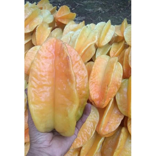 

BELIMBING DEWI (1 KG)