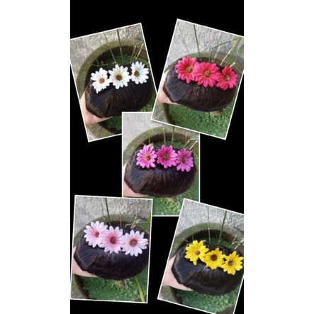 Sanggul Bali//sanggul modern