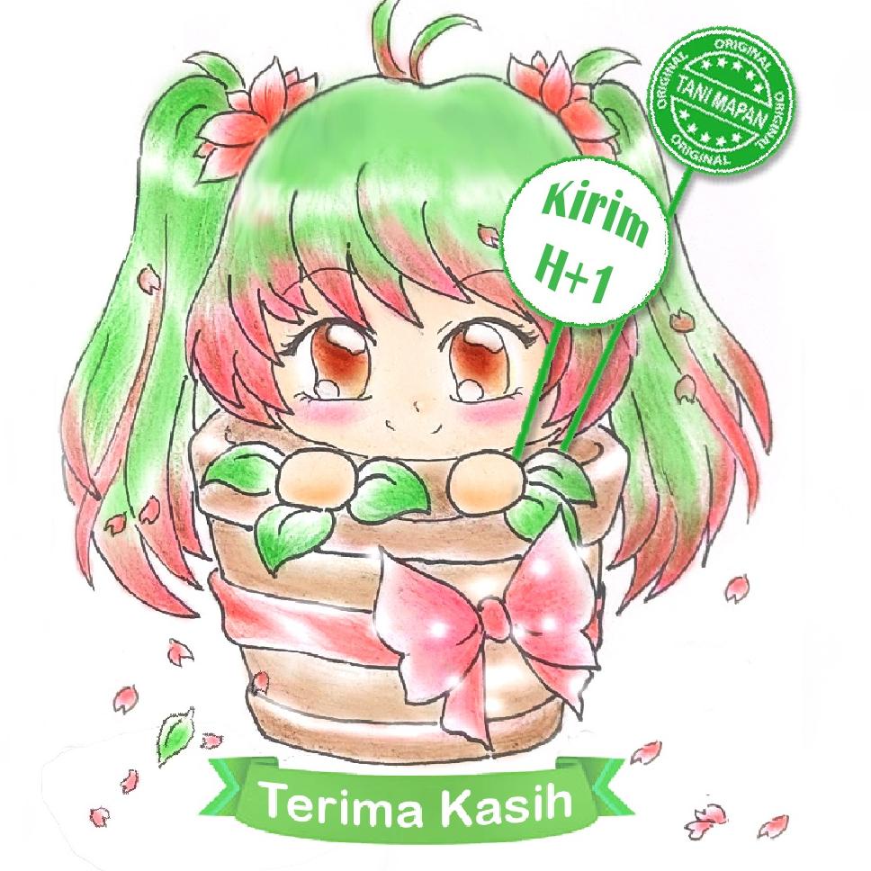 

♟ ZPT - TRIGGER - GA3 Tablet - 5gram ヱ