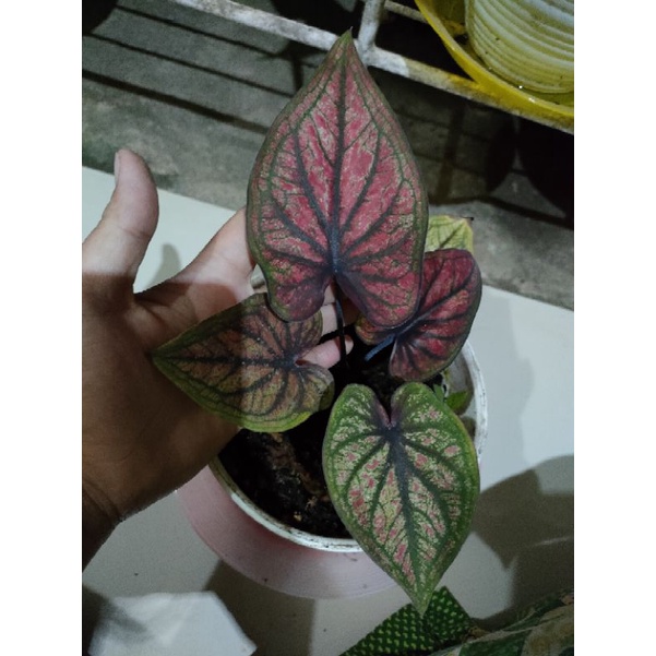 caladium h33