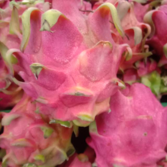 

BUAH NAGA MERAH 500GRAM