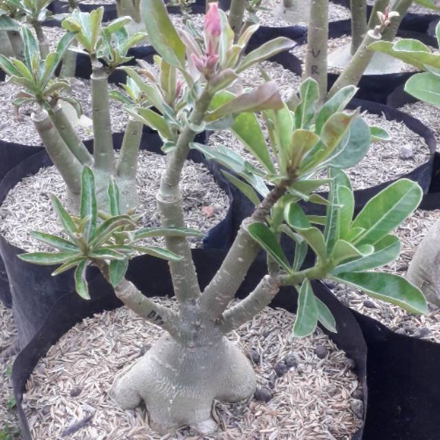 Adenium bunga tumpuk 1 batang 3-4 warna size c