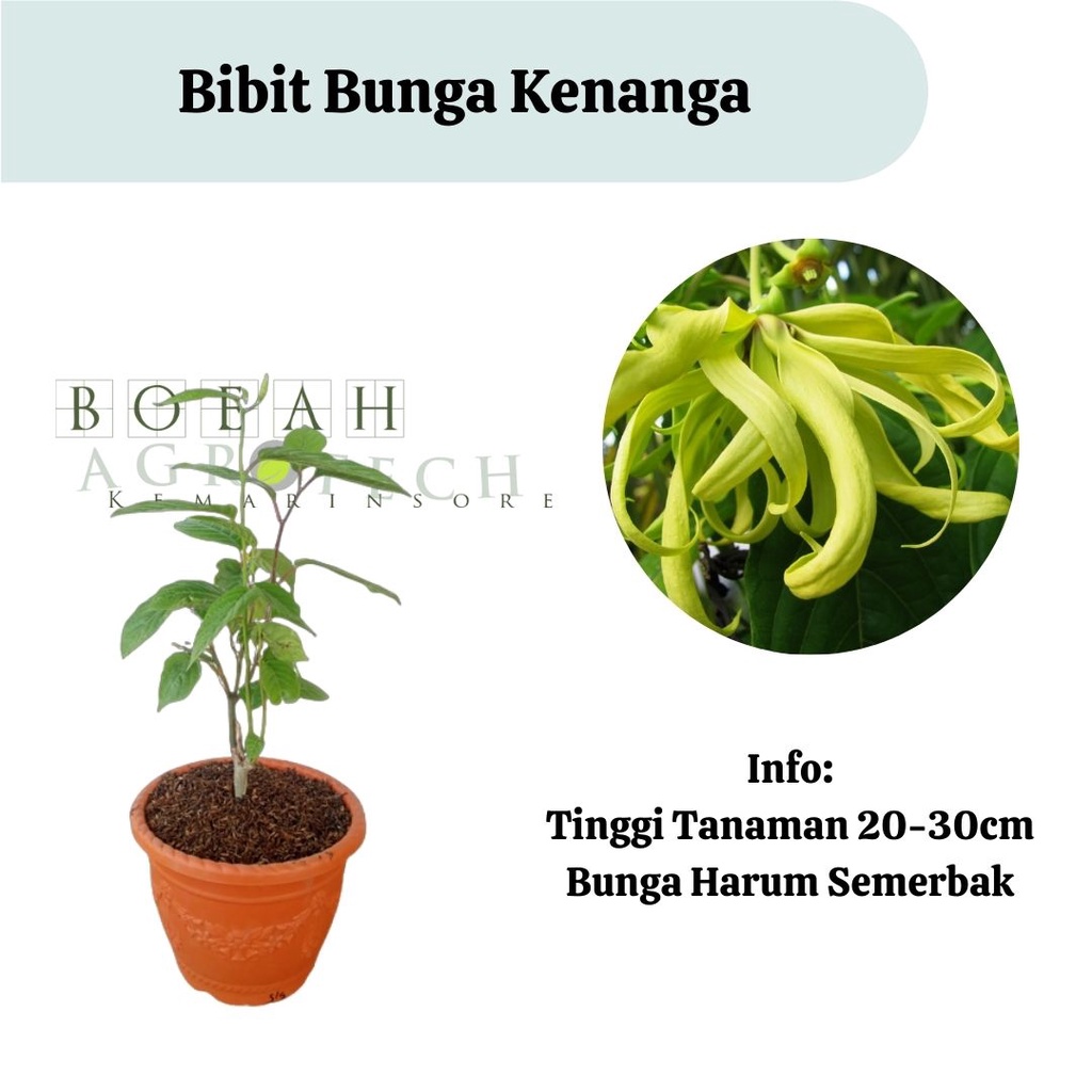 Bibit Kenanga/Bibit Bunga Kenanga Wangi Rimbun