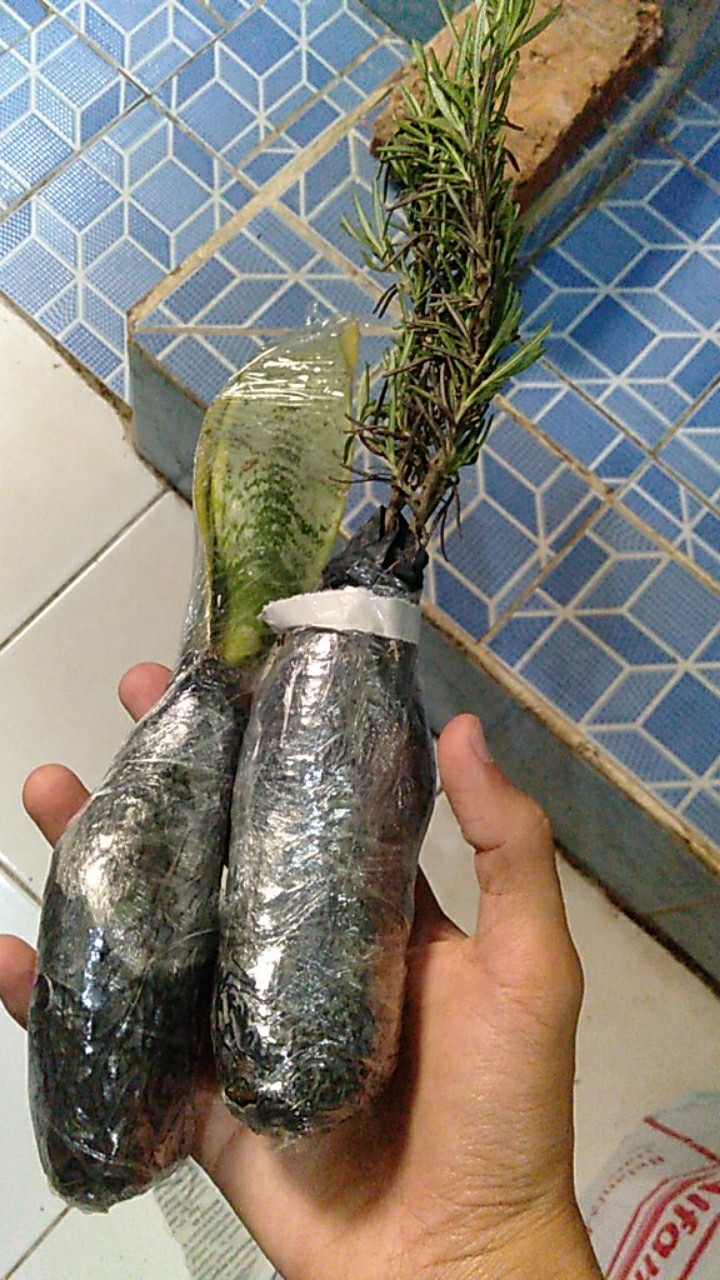 Tanaman Herbal Anti Nyamuk Rosemery