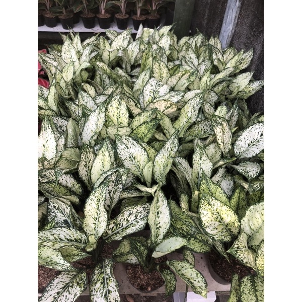 Aglaonema Snow White