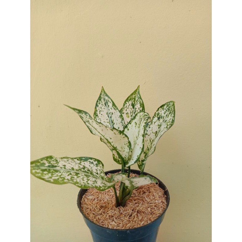 AGLAONEMA SNOW WHITE