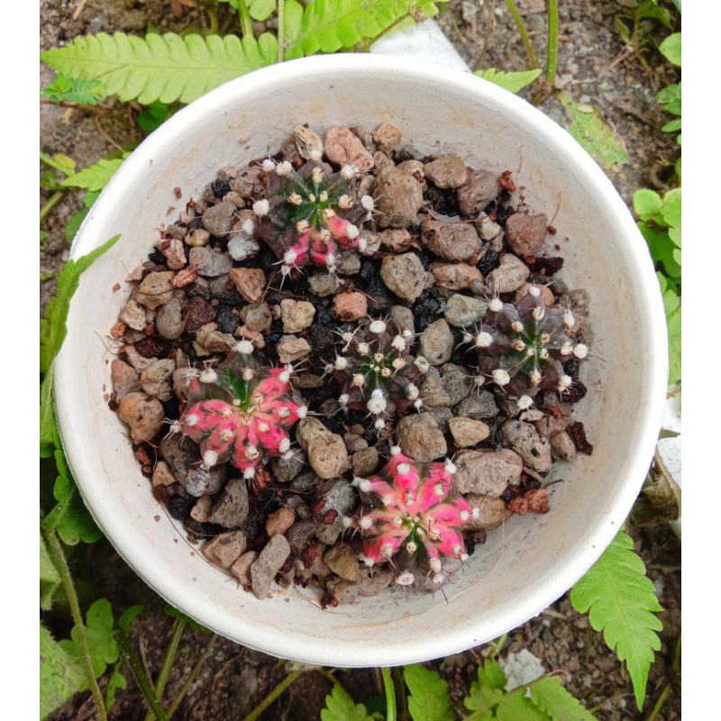 Paket kaktus potelan gymno blackpink