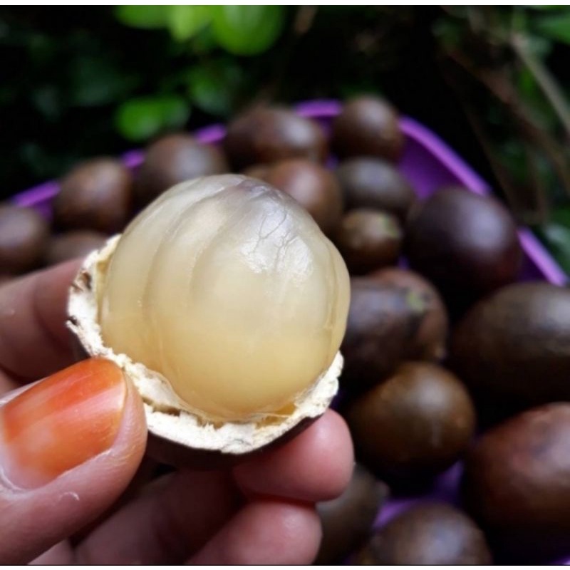 

Buah matoa tiga rasa premium fresh 1 kg