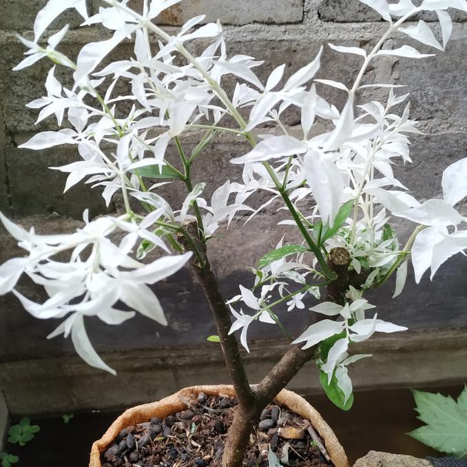 Bibit Bonsai Anting Putri Salju