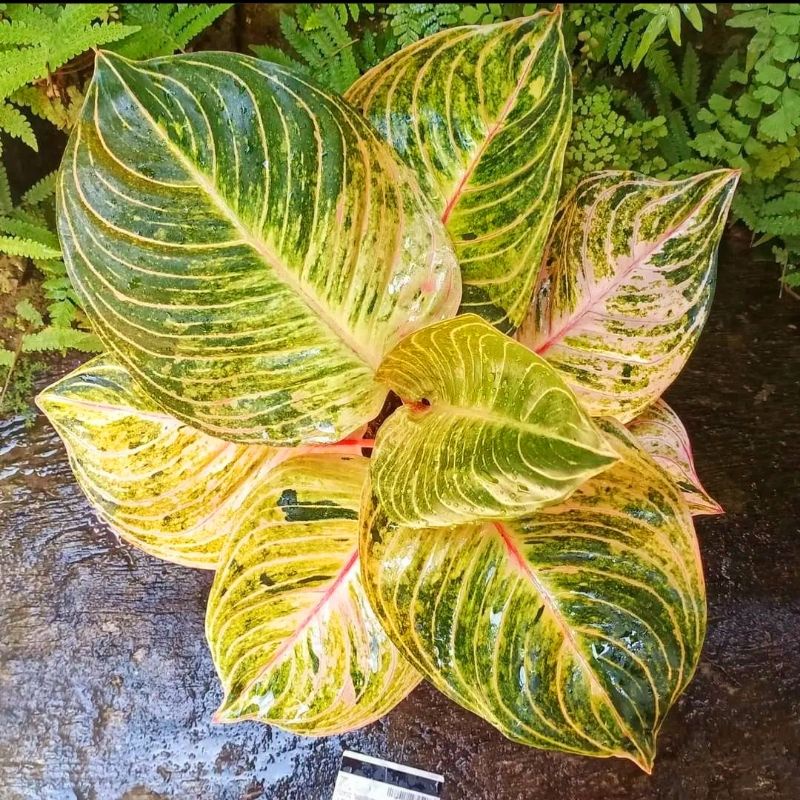 Aglaonema esmeralda / Aglonema esmeralda florist nursery / Aglonema esmeralda (Tanaman hias aglaonem