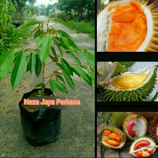 Unduh 810 Gambar Durian Tembaga Keren 