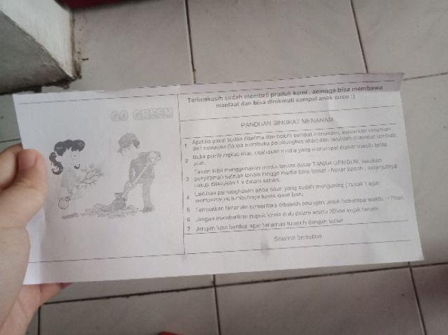 Bibit Tanaman Buah Durian Montong