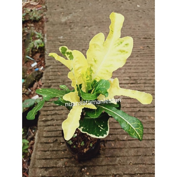 Tanaman Puring Terang Bulan / pohon puring bulan / puring