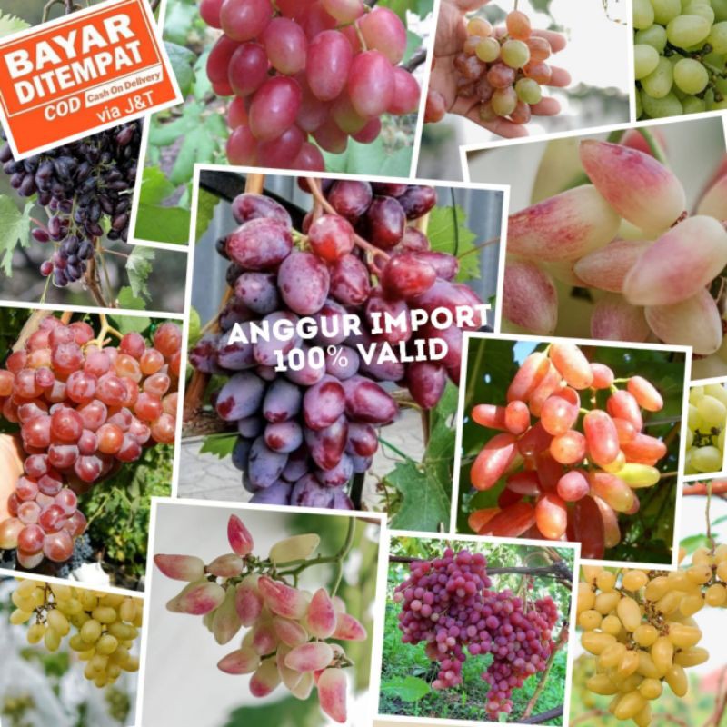 BIBIT ANGGUR IMPORT, BIBIT ANGGUR IMPORT KUALITAS SULTAN
