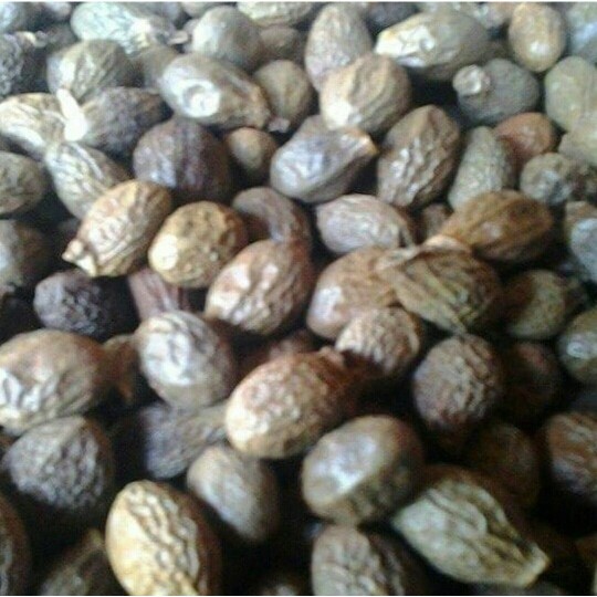 tempayang tempoyan bongtahai antehai buah semangkuk buah bengkak 100gr