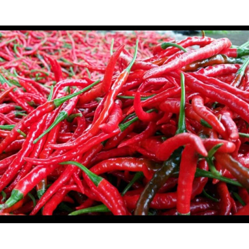 Jual Cabai merah cap AKAR kriting Kemasan 500g / 1Kg | Shopee Indonesia