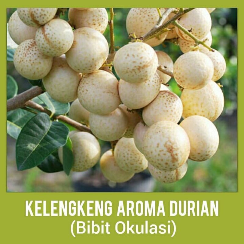 BIBIT BUAH KELENGKENG AROMA DURIAN