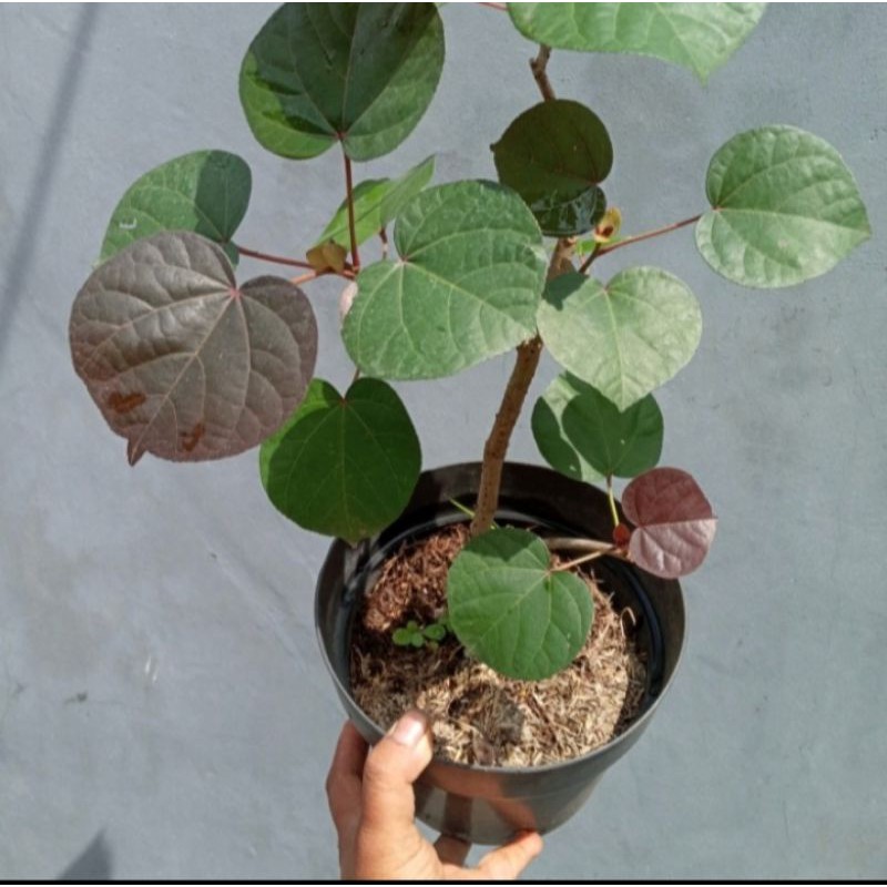 pohon waru merah hias/tanaman hias waru merah
