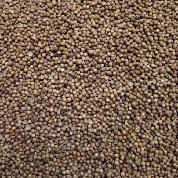 

V9S Ketumbar asli alami 1/2 kg❂ (Dijual Murah)