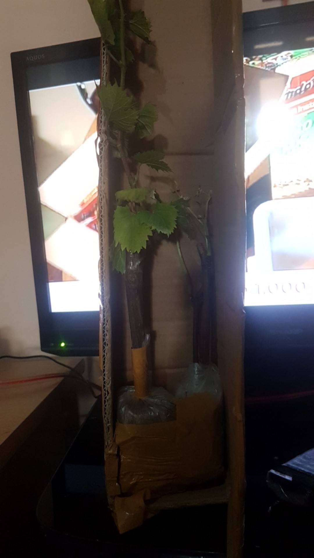 Bibit Anggur Import Bogema (grafting)