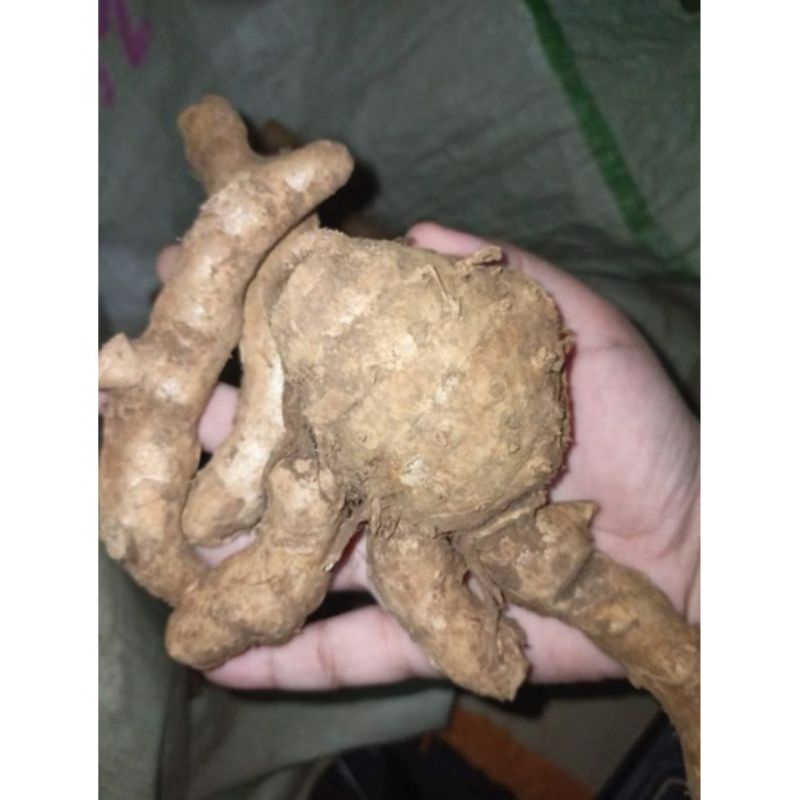 

1 kg TEMU IRENG / KUNYIT HITAM / UNGU SEGAR / FRESH