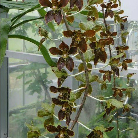 Anggrek Grammatophyllum Martae spesies