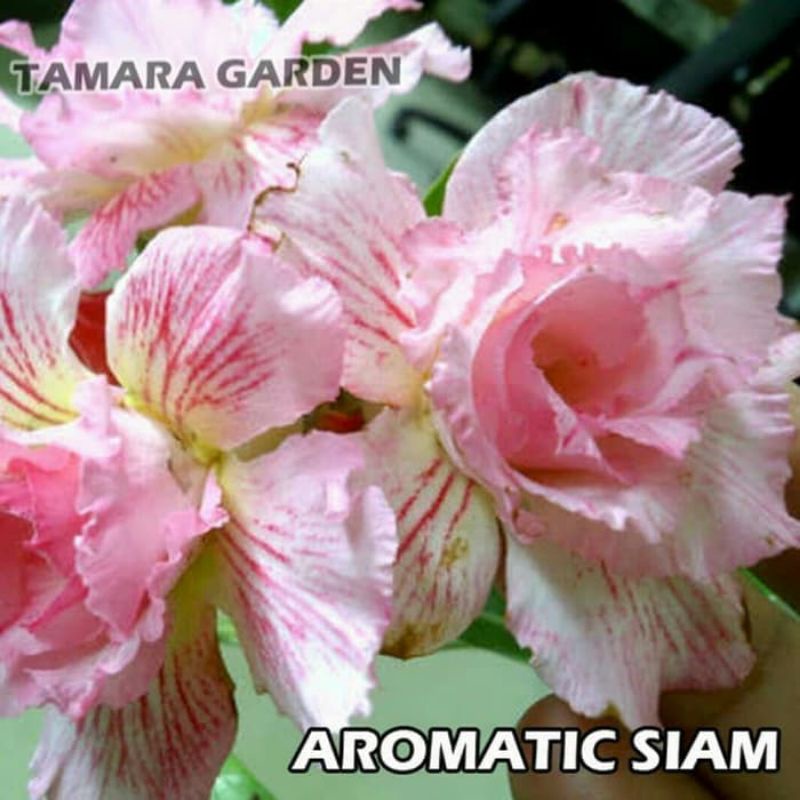 TANAMAN HIAS ADENIUM KAMBOJA JEPANG BUNGA TUMPUK//AROMATIC SIAM