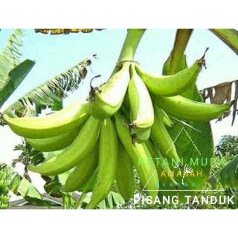 bibit pisang tanduk jumbo