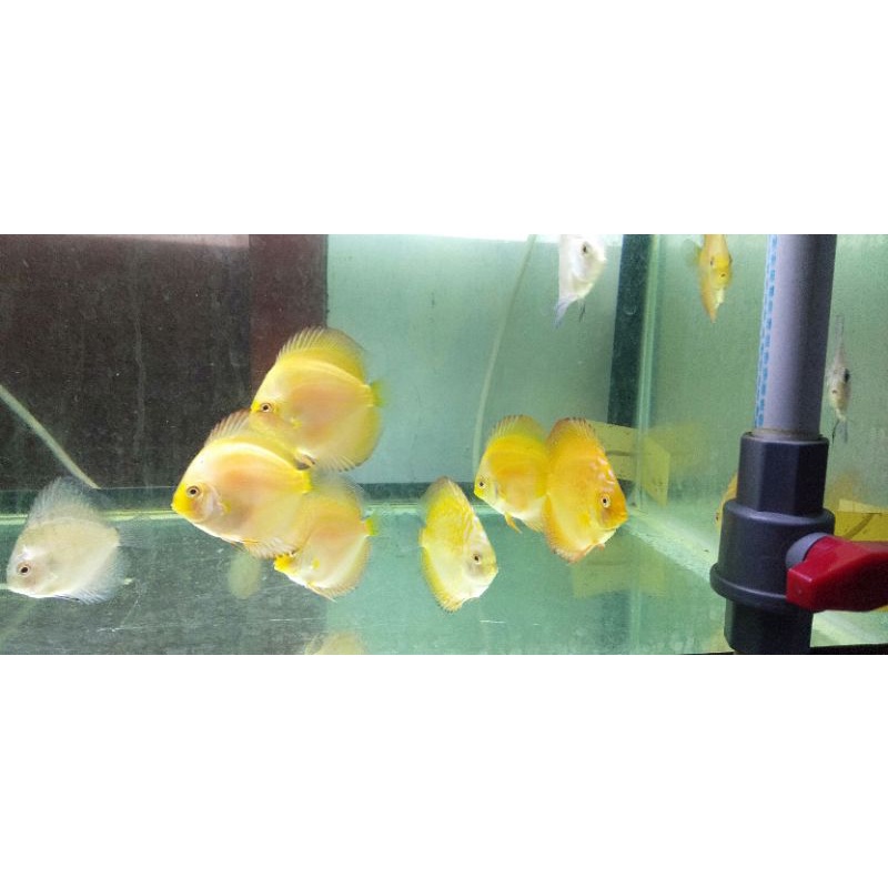 

Ikan discus yellow