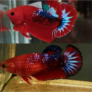 50+ Gambar Ikan Cupang Hellboy Gratis