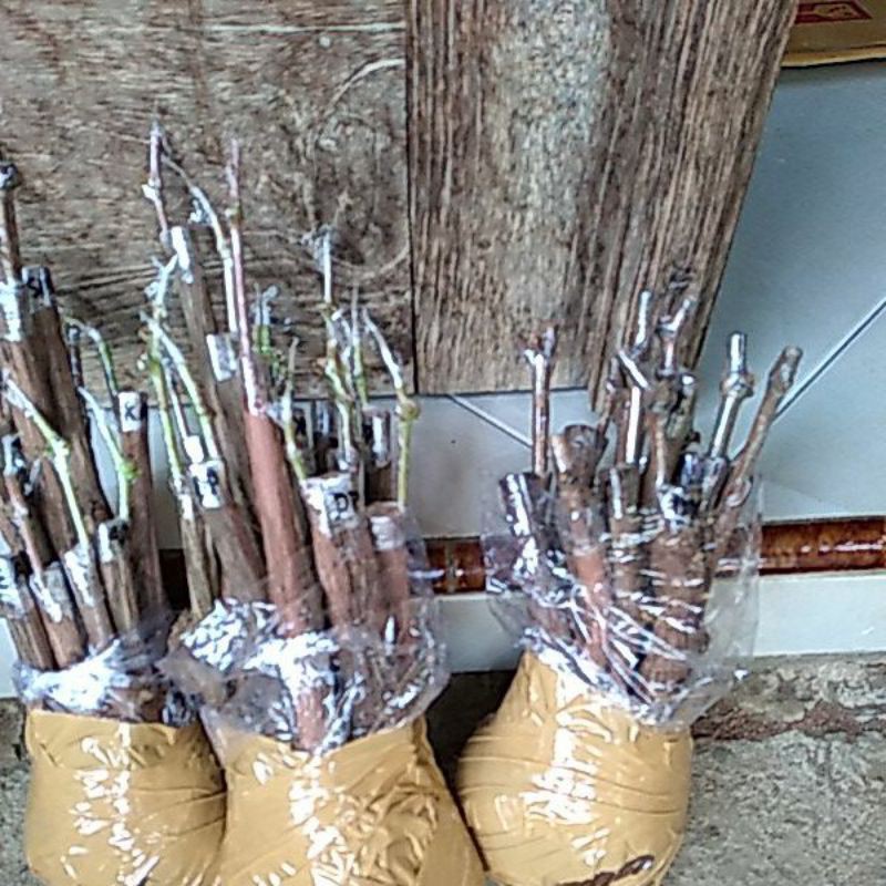 

CUTTING GRAFTING IMPORT (Min Order 30 Cutting Graf)