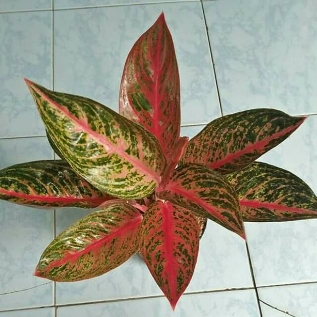  Bunga  aglonema  widuri Shopee Indonesia