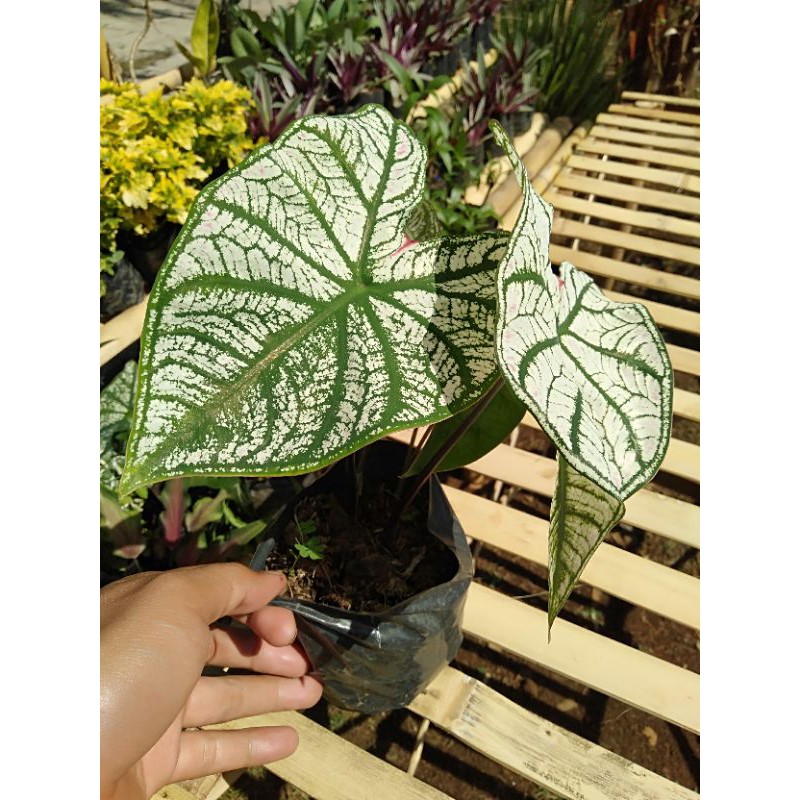 tisu/lumbu/lompong/lompong putih