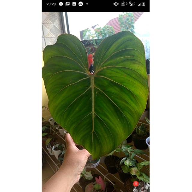 Philodendron glorisium