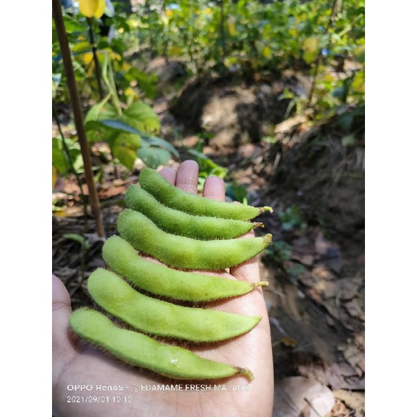 Edamame Fresh Malang