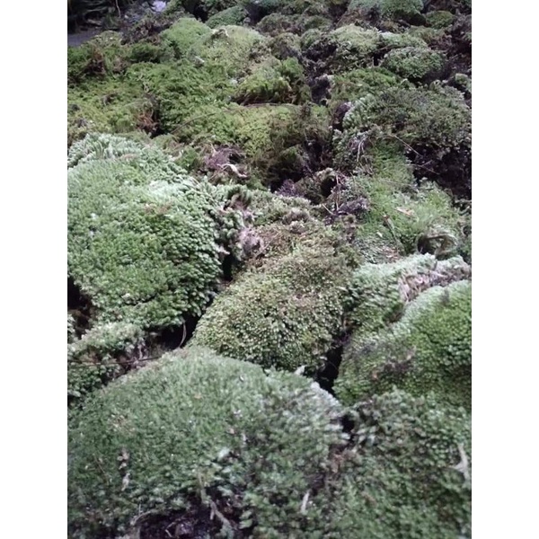 lumut batu media tanam anggrek