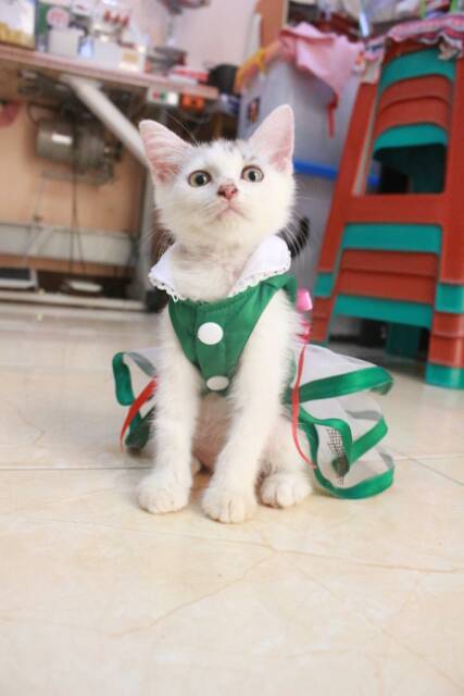 Baju kucing model dress hijau lucu untuk kucing / baju kucing terlaris size S M L XL