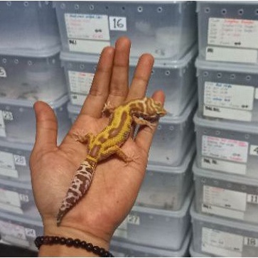 tremper albino