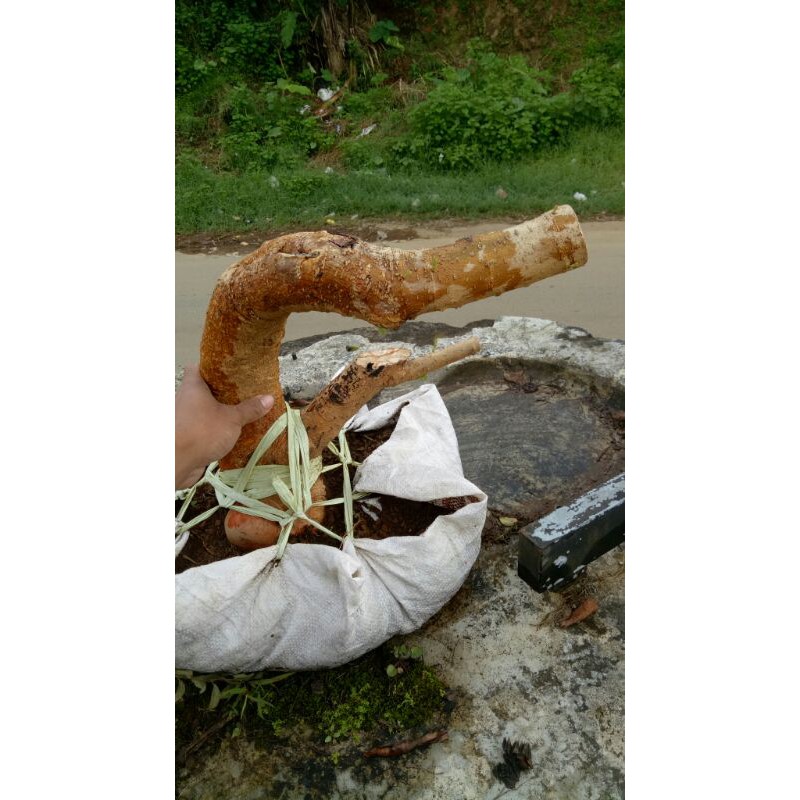 terbaru dongkelan bahan bonsai murbei